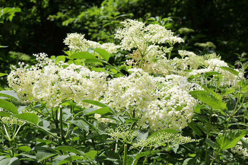 野生接骨木上的白色花/接骨木莓/接骨木花在春天的形象，拉丁名称Sambucus，栽培的落叶常见接骨木花乔木灌木生长在前花园乡村篱笆篱，为接骨木花亲切和香槟种植